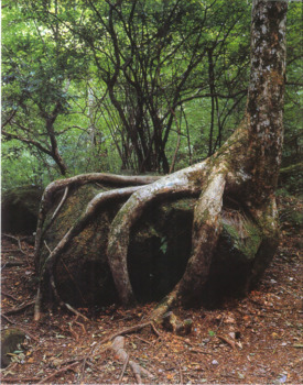 INTO THE WOODS